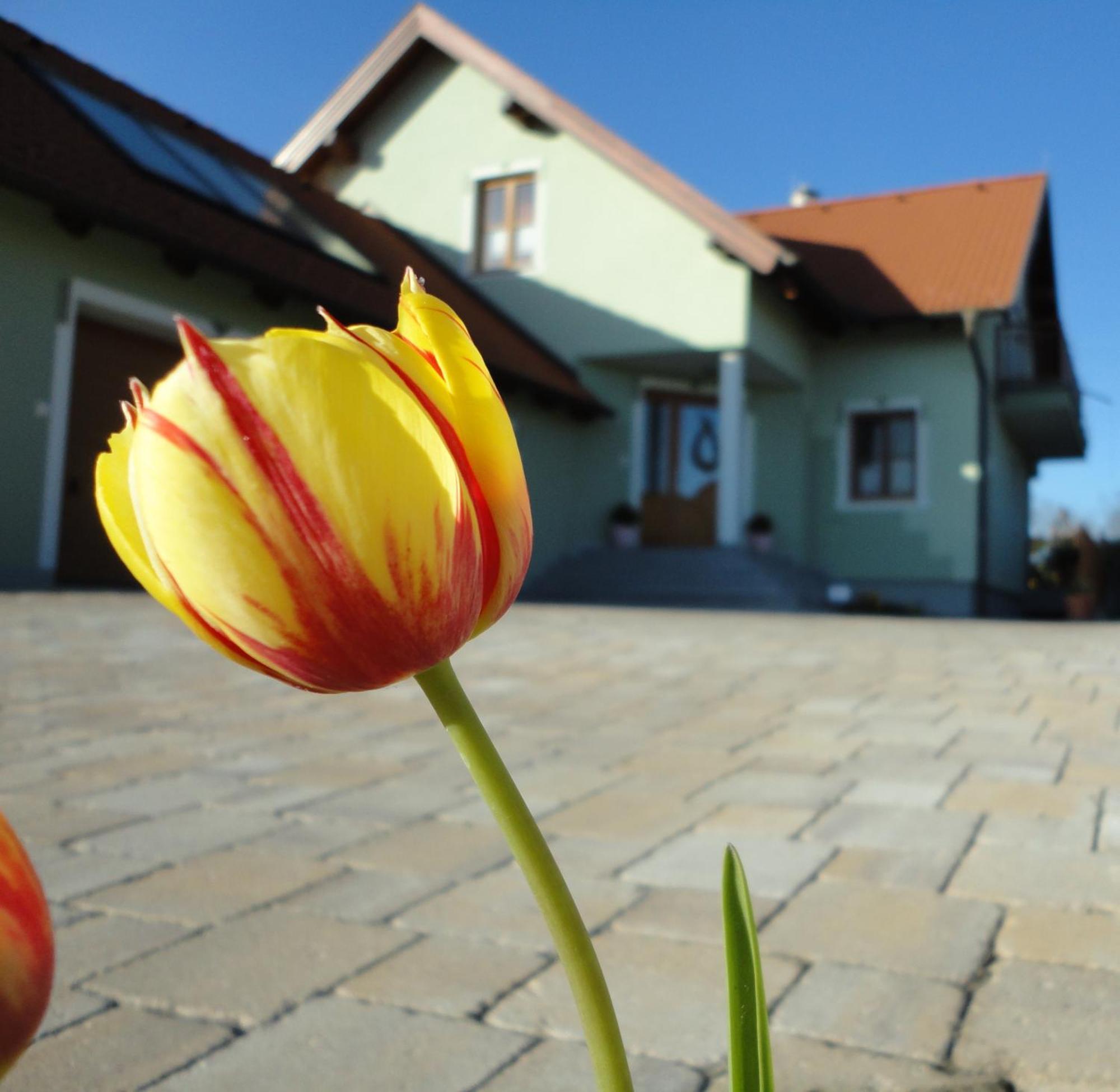 Hotel Gaestezimmer Rieder Staatz Zewnętrze zdjęcie